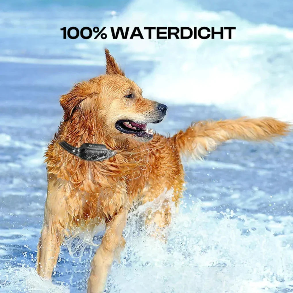 Electric Dog Training Collar with Remote Control