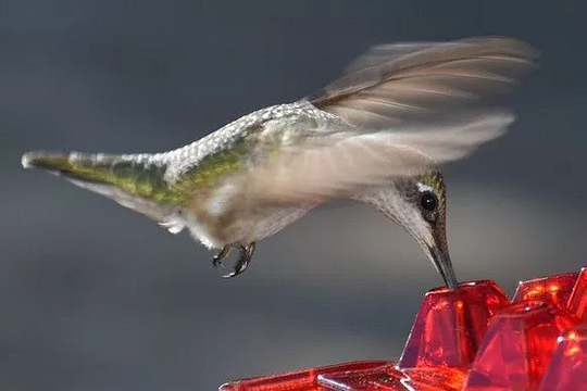 Hummingbird Feeder | 30 Feeding Ports with Ant Moat | Easy Fill Design for Attracting Hummingbirds 3