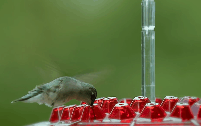 Hummingbird Feeder | 30 Feeding Ports with Ant Moat | Easy Fill Design for Attracting Hummingbirds 6
