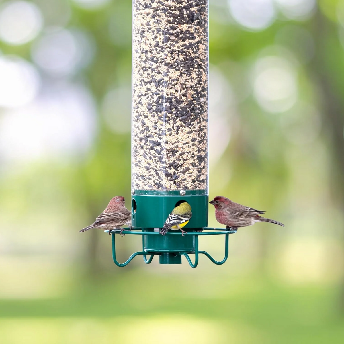 Wildlife Haven | Hanging Bird Feeder with Squirrel-Proof Design | Durable Solution for Backyard Birdwatching 5