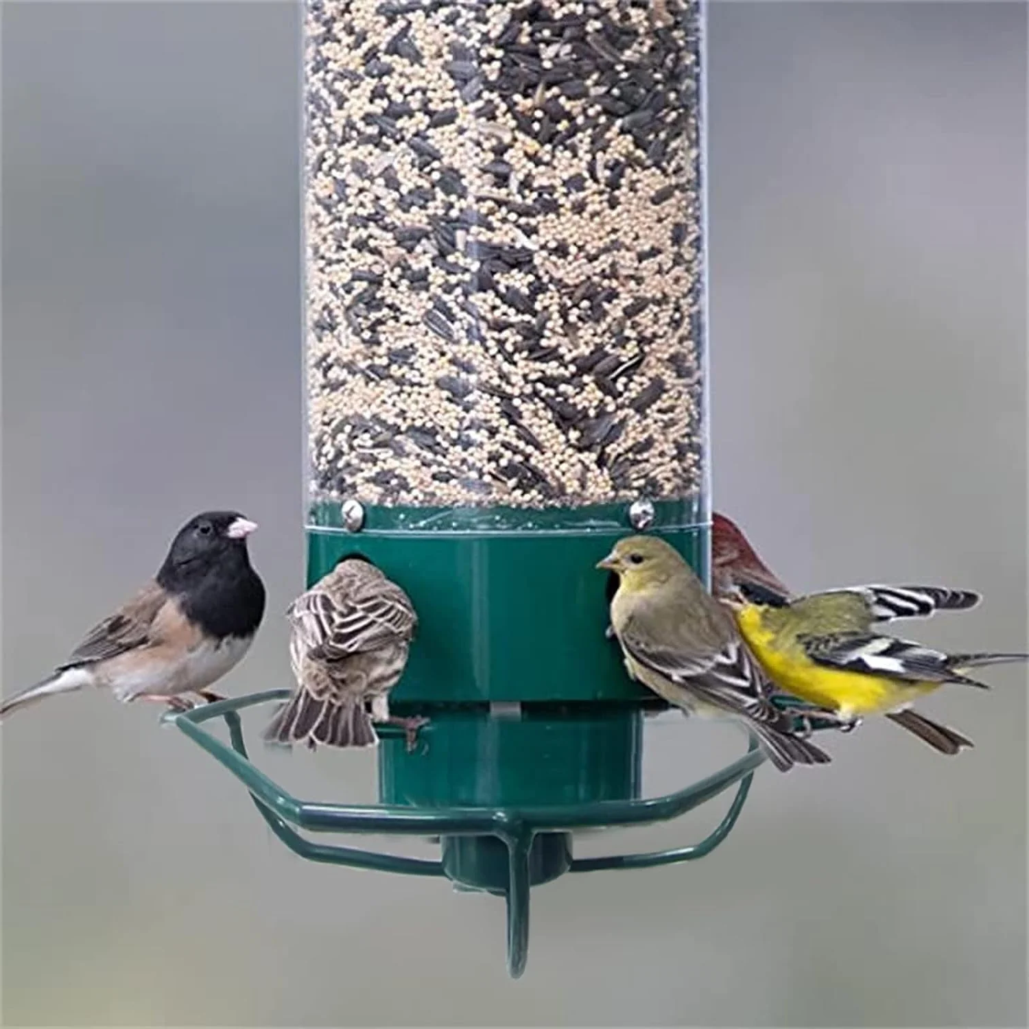 Wildlife Haven | Hanging Bird Feeder with Squirrel-Proof Design | Durable Solution for Backyard Birdwatching 6
