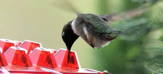 Hummingbird Feeder | 30 Feeding Ports with Ant Moat | Easy Fill Design for Attracting Hummingbirds 1
